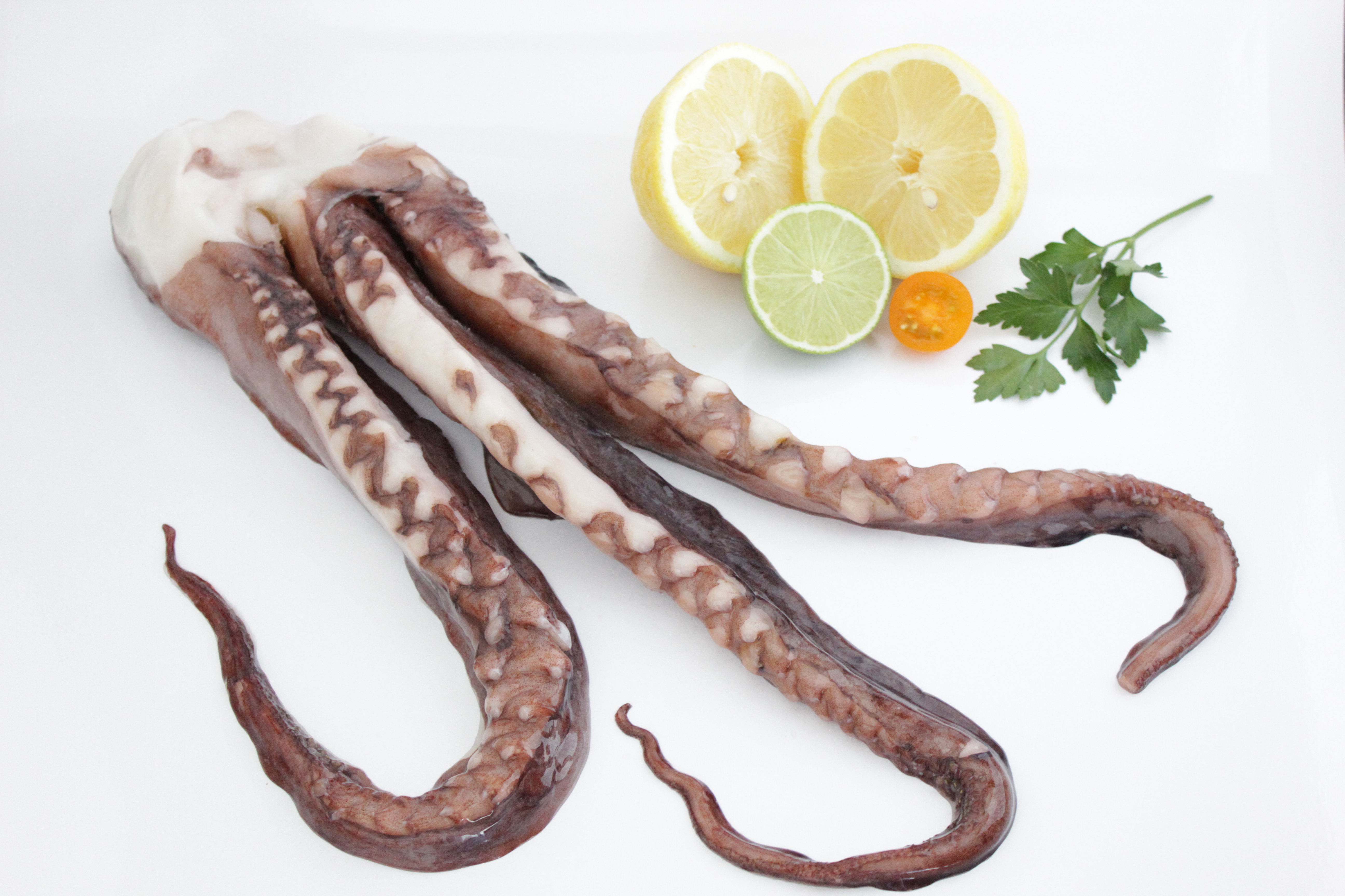 Tentáculos de Pota | Tentacles of Jumbo Squid